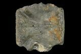Fossil Whale Lumbar Vertebra - South Carolina #137581-1